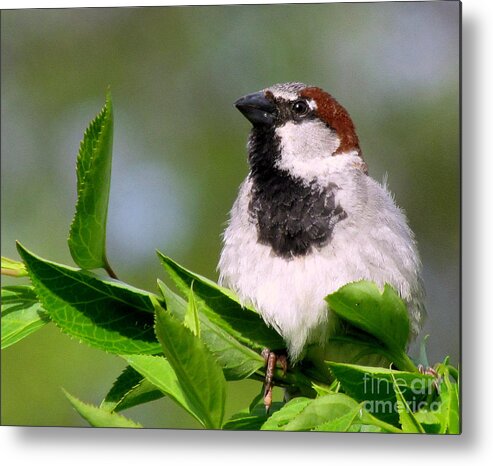 Bird Metal Print featuring the photograph A Little Birdie Told Me by Lori Lafargue