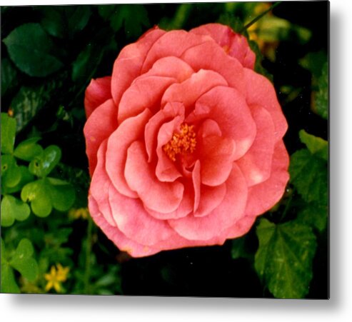 Mary Ogden Armstrong Photos Metal Print featuring the photograph A Pink Rose by Mary Armstrong