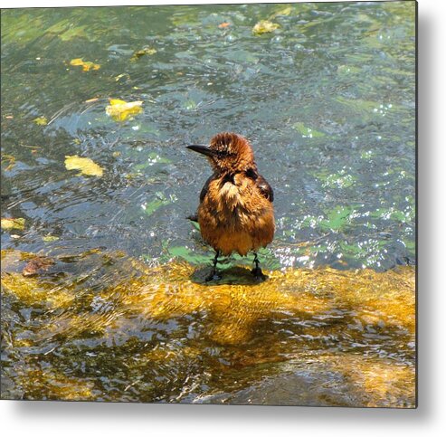 Bird Metal Print featuring the photograph After Bath by MTBobbins Photography