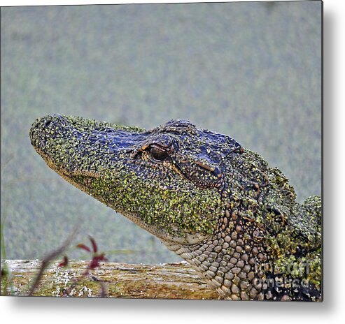 Alligator Metal Print featuring the photograph Algae Gator by Al Powell Photography USA