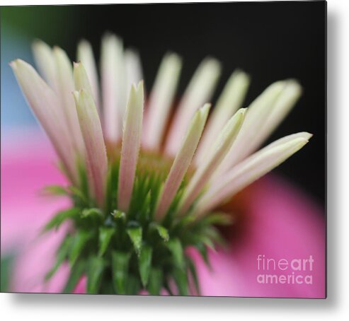 Flower Metal Print featuring the photograph Alleluia by Rosemary Aubut