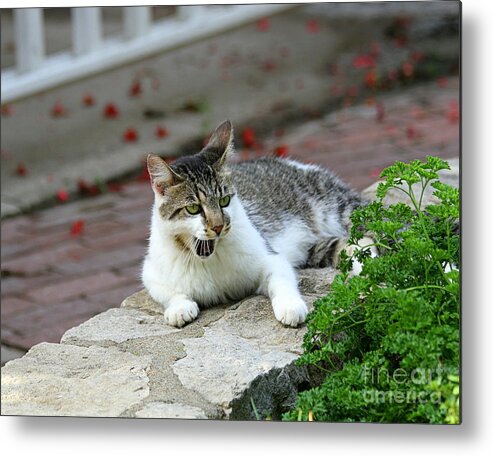 Cat Metal Print featuring the photograph Amazed Cat on a Wall by Catherine Sherman