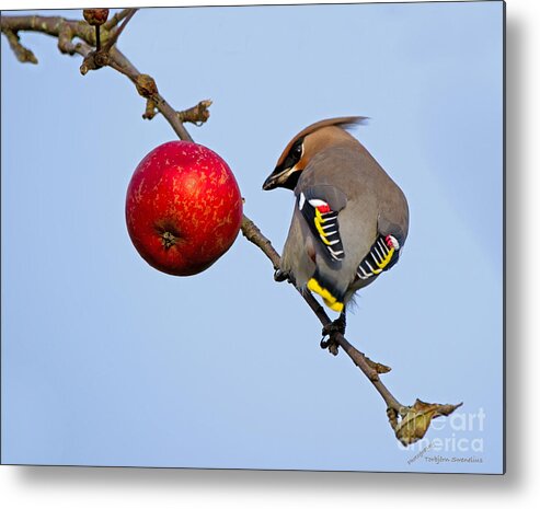 Waxwing Metal Print featuring the photograph An apple a day... by Torbjorn Swenelius