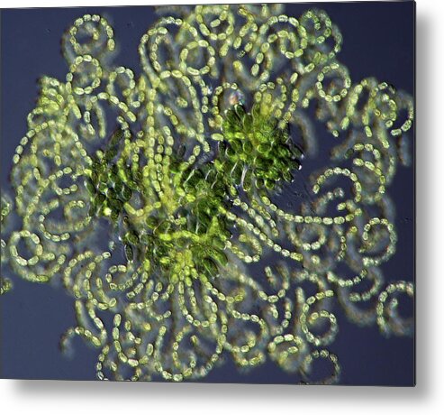 Multiple Metal Print featuring the photograph Anabaena Cyanobacteria by Marek Mis
