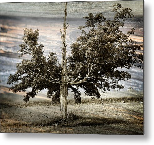 Hovind Photographs Metal Print featuring the photograph Ancient Tree by Scott Hovind