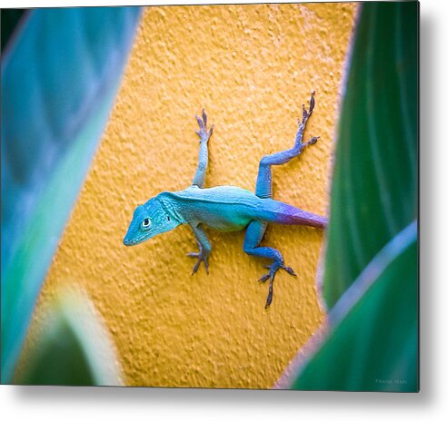 2006 Metal Print featuring the photograph Anole by Frank Mari