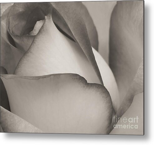 Macro Metal Print featuring the photograph Antique Rose by Sabrina L Ryan