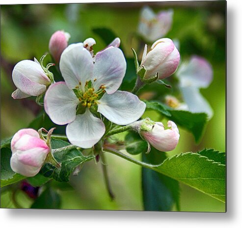 Apple Metal Print featuring the photograph Apple Blossom and Buds by William Selander
