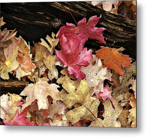 Landscape Metal Print featuring the photograph Arizona Fall Colors by Matalyn Gardner
