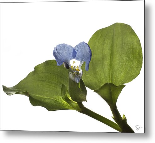 Flower Metal Print featuring the photograph Asiatic Day Flower by Endre Balogh