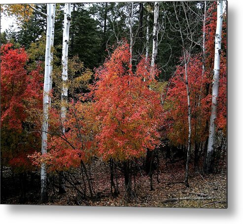 Landscape Metal Print featuring the photograph Aspen Glory by Matalyn Gardner