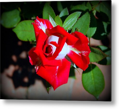 Red Metal Print featuring the photograph Assorted Flower 003 by Larry Ward