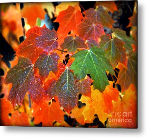 Autumn Leaf Progression Metal Print featuring the photograph Autumn Leaf Progression by Patrick Witz