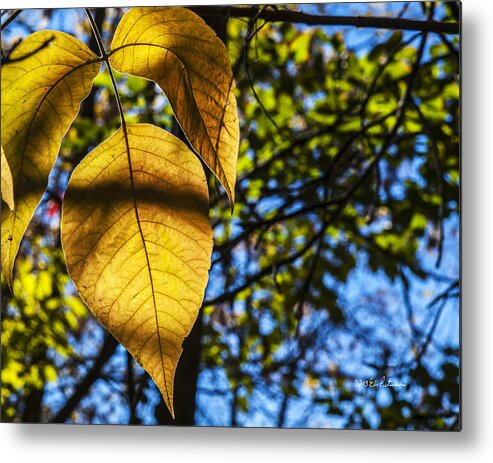 Fall Metal Print featuring the photograph Autumn Leaves by Ed Peterson