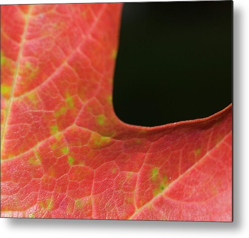 Autumn Metal Print featuring the photograph Autumn by Tara Lynn