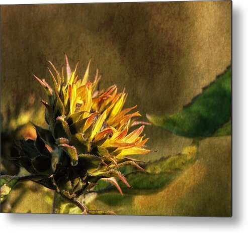 Sunflower Metal Print featuring the photograph Autumns Touch by Sue Capuano