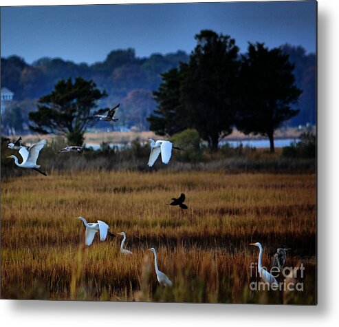 Birds Metal Print featuring the photograph Aviary Convention by Robert McCubbin