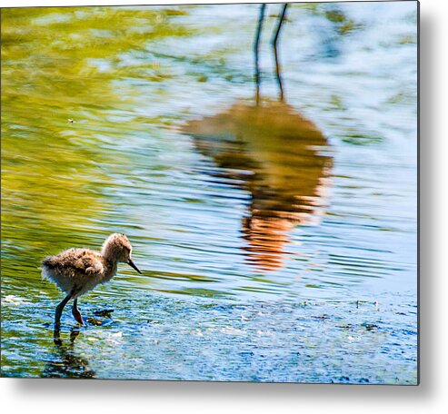  Metal Print featuring the photograph Avocet chick in Mother's Reflection by Dawn Key