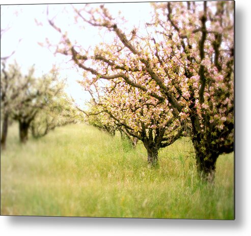 Apple Orchard Metal Print featuring the photograph Awakening by Lupen Grainne