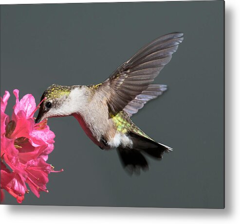 Hummingbird Metal Print featuring the photograph Azalea And The Hummingbird by Lara Ellis