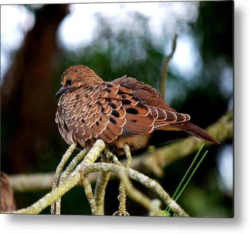 Doves Metal Print featuring the photograph Baby Mourning Dove by Mary Beth Landis