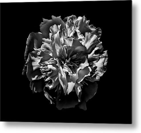 Abstract Metal Print featuring the photograph Backyard Flowers In Black And White 3 by Brian Carson