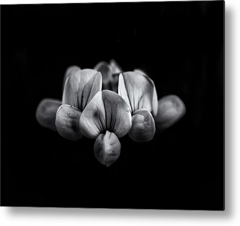 Abstract Metal Print featuring the photograph Backyard Flowers In Black And White 5 by Brian Carson