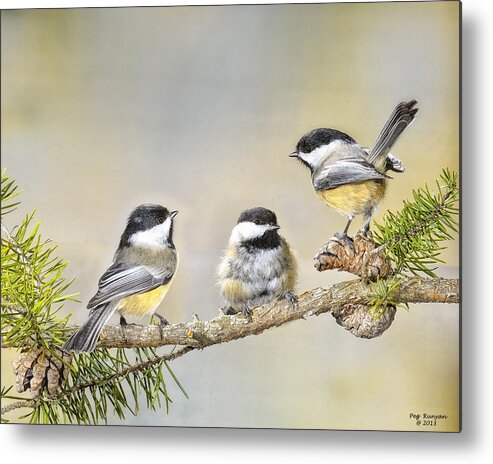 3 Chickadees Metal Print featuring the photograph Bad Hair Day by Peg Runyan