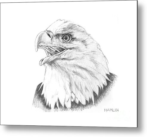 Bird Metal Print featuring the drawing Bald Eagle by Steve Hamlin