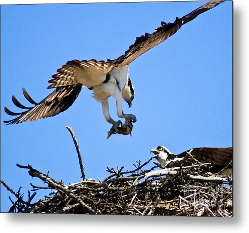 Osprey Metal Print featuring the photograph Banff - Osprey 5 by Terry Elniski