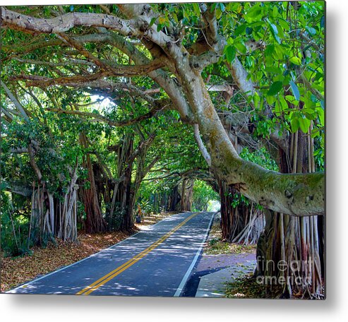 Trees Metal Print featuring the photograph Banyans at St. Lucie Blvd. by Larry Nieland