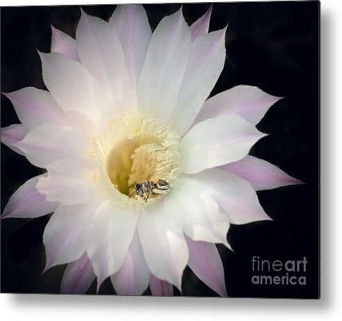 Cactus Flower Metal Print featuring the photograph Barely Pink by Tamara Becker