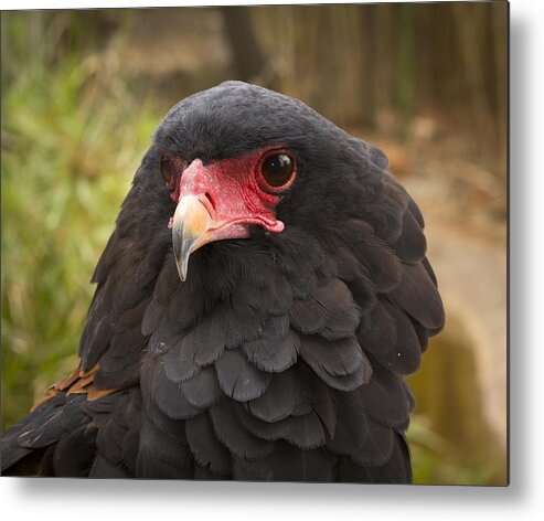 Feb0514 Metal Print featuring the photograph Bateleur Eagle Zimbabwe by Michael Durham