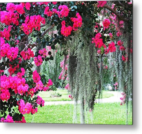 Flowers Metal Print featuring the photograph Baton Rouge Louisiana Crepe Myrtle and Moss at Capitol Park by Lizi Beard-Ward