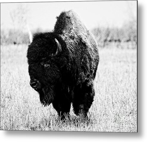 Bison Metal Print featuring the photograph Beautiful Bison Black And White 6 by Boon Mee