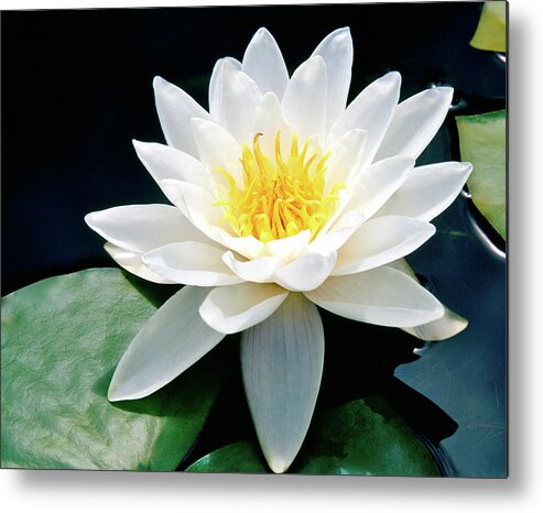 Water Lily Metal Print featuring the photograph Beautiful Water Lily Capture by Ed Riche