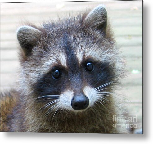 Raccoon Metal Print featuring the photograph Becky.s Baby by Patricia Januszkiewicz