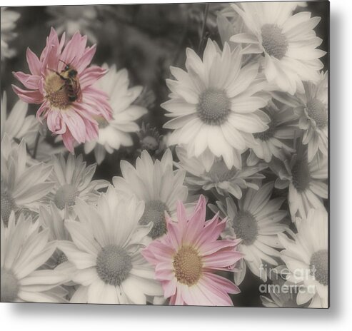 Flowers Metal Print featuring the photograph Bee And Daisies In Partial Color by Smilin Eyes Treasures