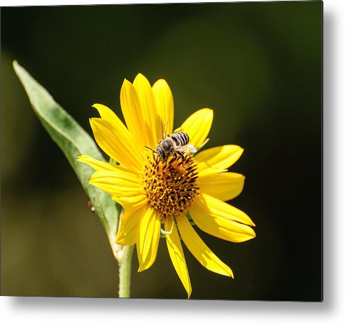 Flower Metal Print featuring the photograph Bee flower by John Johnson