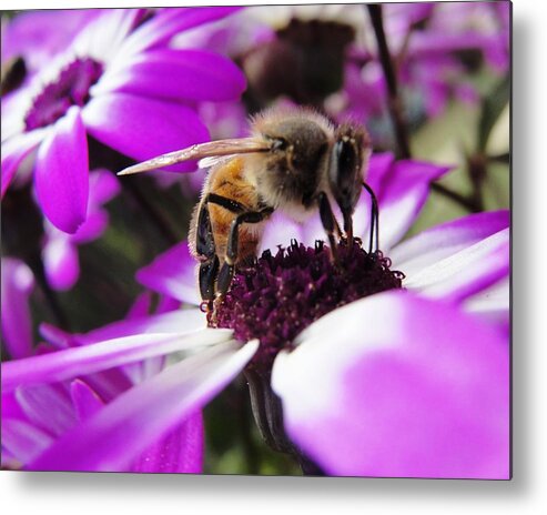 Bee Metal Print featuring the photograph Bee Happy by Norma Brock