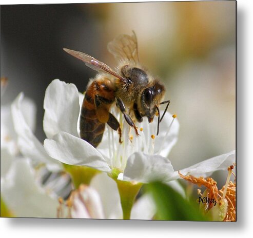 Bee Metal Print featuring the photograph Bee4Honey by Patrick Witz