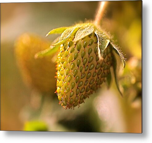 Strawberries Metal Print featuring the photograph Being Young and Green by Rona Black