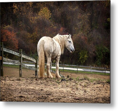Horse Metal Print featuring the photograph Big man color by Rob Dietrich