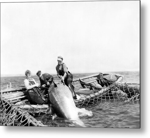 1940's Metal Print featuring the photograph Big Tuna Fishermen by Underwood Archives