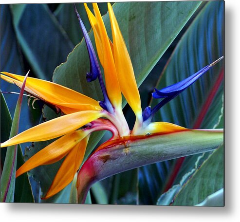 Flower Metal Print featuring the photograph Bird of Paradise by Chauncy Holmes