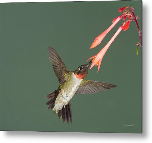 Nature Metal Print featuring the photograph Bird's Eye View by Gerry Sibell