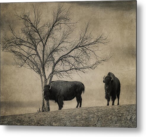 Bison Metal Print featuring the photograph Bison Beauties by Priscilla Burgers