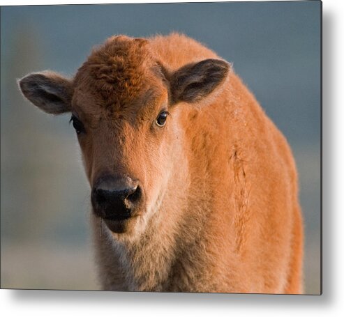 American Bison Metal Print featuring the photograph Bison Calf I by Max Waugh
