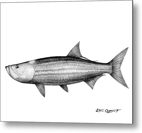 Tarpon Metal Print featuring the drawing Black and white tarpon by Steve Ozment