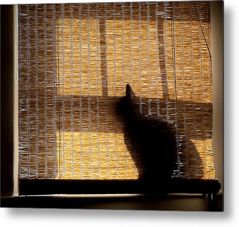 Silhouette Metal Print featuring the photograph Black Cat by Rick Mosher